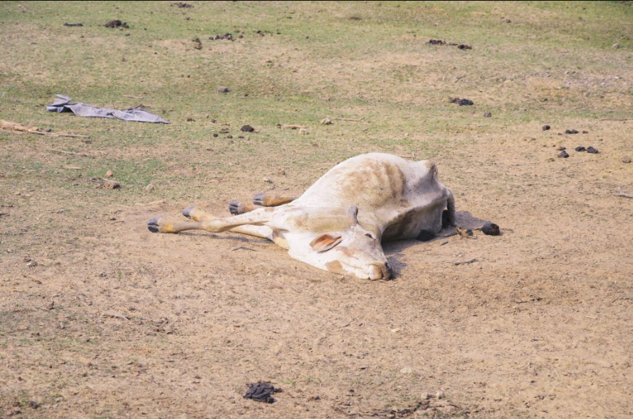 Dead Animal Removal La Trobe University